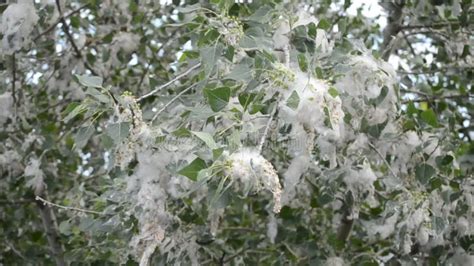 Poplar Blossom. Poplar Fluff Down. Fluffy White Poplar Flowers ...