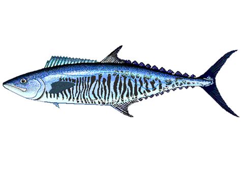 Narrow-Barred Spanish Mackerel Fish Characteristics