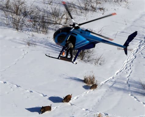 Wild pigs invade Canadian provinces—an emerging crisis for agriculture ...