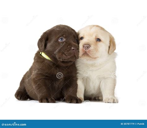 Chocolate & Chocolate Labrador Retriever Puppies Stock Image - Image of ...