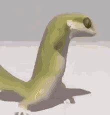 Dancing Lizard GIFs | Tenor