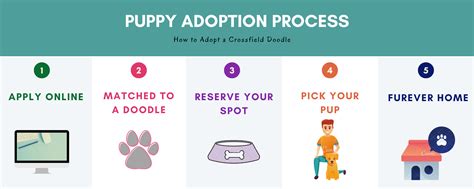 puppy adoption process | Crossfield Doodles