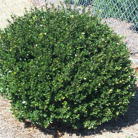 Ilex Compacta (Japanese Holly) - Johnson Nursery Corporation