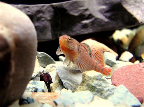 a fish that is sitting on some rocks