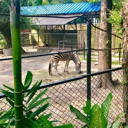 Surabaya's Zoo - All You Need to Know Before You Go - UPDATED 2018 ...