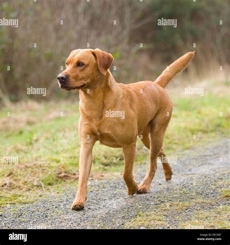 Fox red labrador dog hi-res stock photography and images - Alamy