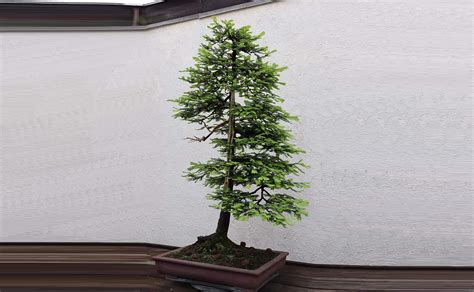 An Extensive Care Guide for Redwood Bonsai - Hooked on Bonsai