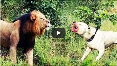 Pit bull attack lion - Dog vs Lion attack Compilations - Amazing in worlds