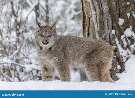 Bobcat in the Snow stock photo. Image of brown, feline - 101832438