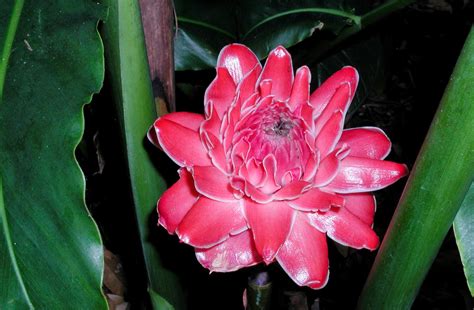 NixPixMix: TORCH GINGER FLOWER