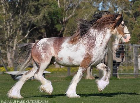 Sunny Sunday Shots - Samarah Park Clydesdale Stud | Dyr, Heste