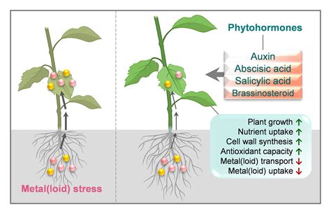 Roles of phytohormones in mitigating abiotic stress in plants induced ...