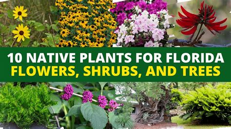 Florida Native Perennial Flowers | Best Flower Site