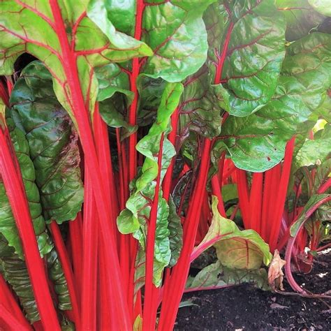 TomorrowSeeds - Ruby Red Rhubarb Swiss Chard Seeds - 100+ Count Packet ...