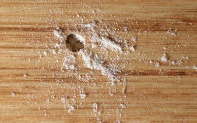 How To Treat Wood Boring Beetle Infestation - Tutorial Pics