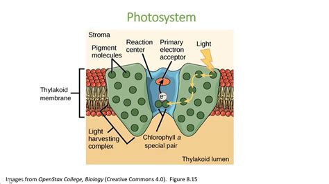 Light Harvesting Complex Video - YouTube