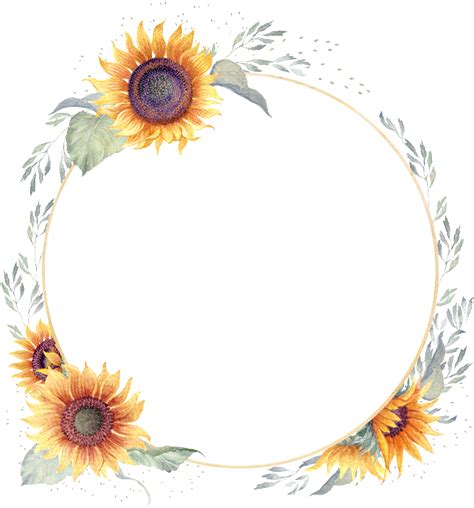 Sunflower PNG Images Transparent Free Download