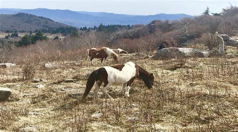 Hike to See Ponies at Grayson Highlands State Park