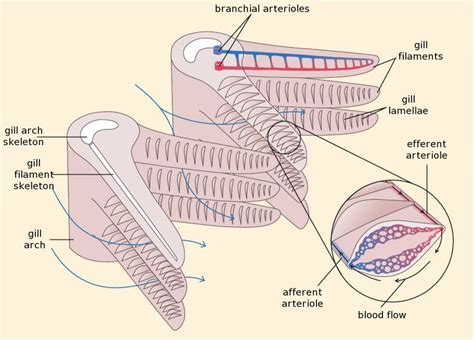 10 best Fish Anatomy images on Pinterest | Fish anatomy, Anatomy and Fishing