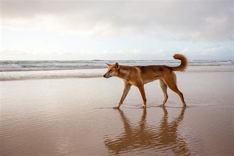 The Wildlife of Fraser Island (K'gari) - Fraser Island Realty