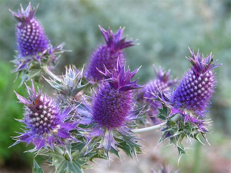 Plano Prairie Garden: Prairie Plant Profile #4 - Eryngo