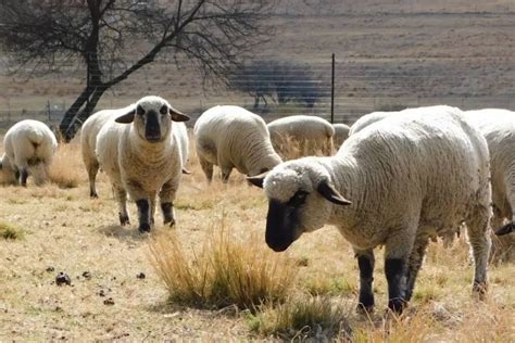 Best Meat Sheep Breeds List: Definitive Guide - SheepCaretaker