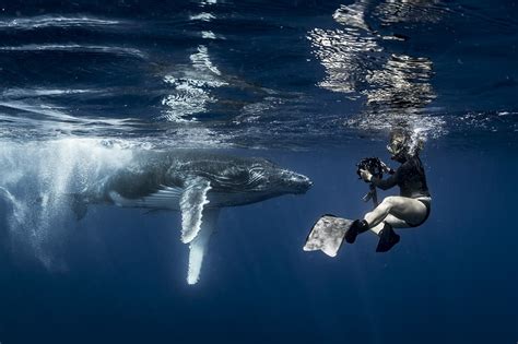 Landmarks Orchestra Highlights The Songs Of Whales At The Hatch Shell | The ARTery