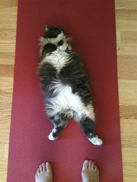 A cat's cutest position | Cat yoga, How to do yoga, Cats