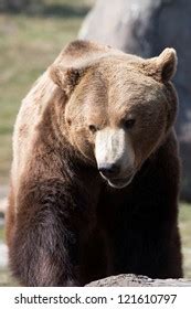 North American Brown Bear Grizzly Stock Photo 121610797 | Shutterstock