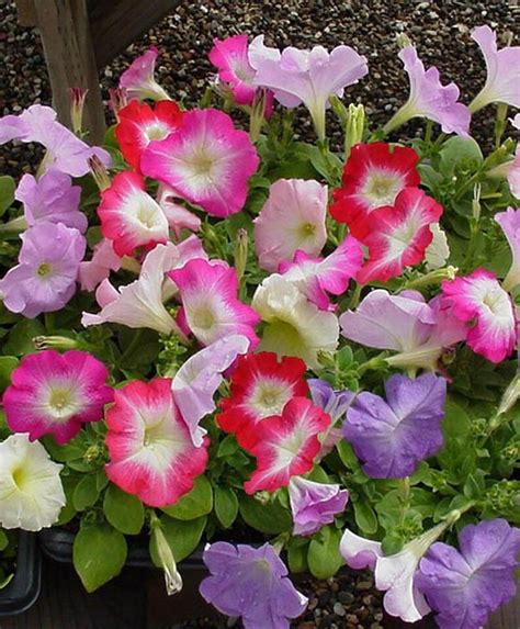 Bulk Petunia Seeds 1000 Pelleted Seeds Petunia Seeds | Etsy