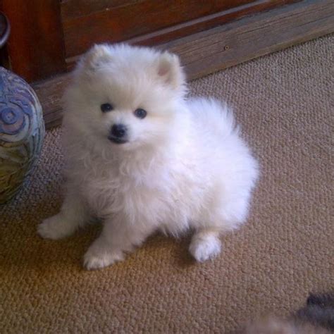 45+ Maltese And Pomeranian Mix Puppies - l2sanpiero