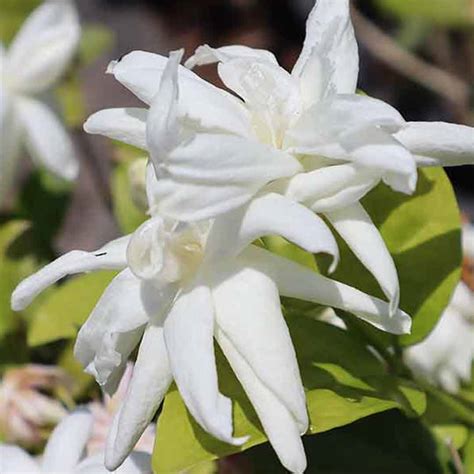 Royal jasmine plant-Getti malli - Santhi Online Plants Nursery