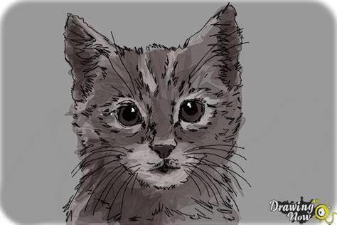 Realistic Kitten Drawings