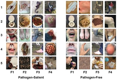 Frontiers | Visually Activating Pathogen Disgust: A New Instrument for Studying the Behavioral ...