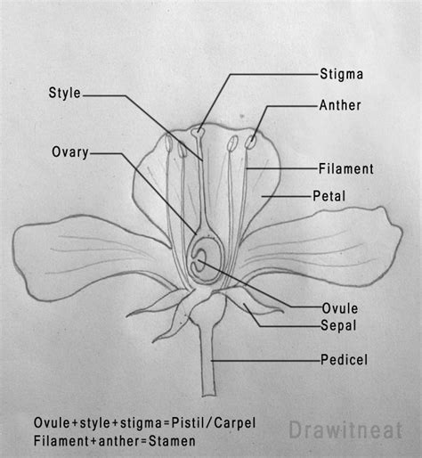 DRAW IT NEAT: How to draw a typical flower