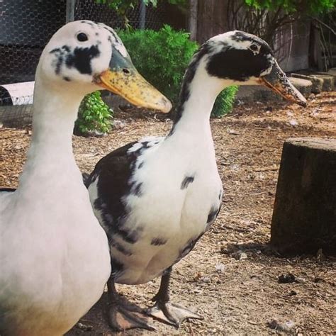 Backyard duck breeds | Duck breeds, Backyard ducks, Pet ducks