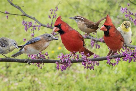 How to Attract Birds to Your Yard (Hint: Don't Just Wing It)