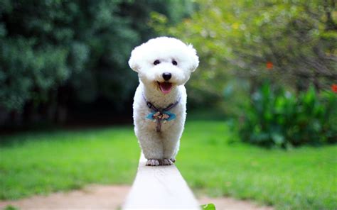 Download wallpapers Bichon Frise, close-up, bokeh, pets, dogs, park, white dog, cute animals ...