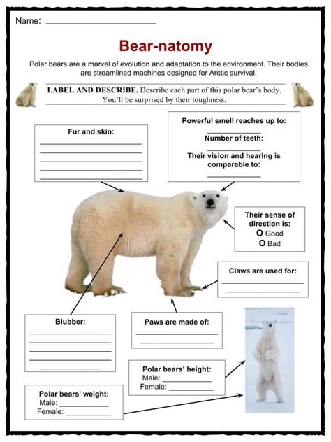 Printable Polar Bear Facts For Kids