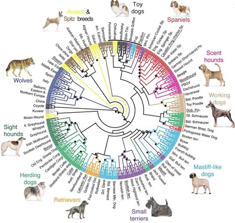 What Animals Did Dogs Evolve From