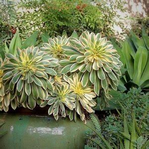 Top 29 Aeonium Types | Best Aeonium Varieties