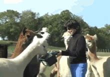 Llama Spitting GIFs | Tenor