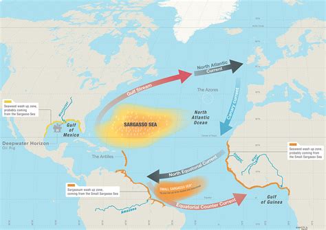 A Sea like none other - The Sargasso Conquest - Ecology - Magazine's files - OCEAN71