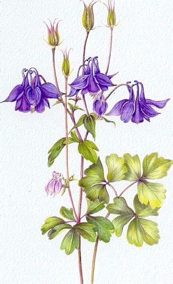 Columbine Flower Drawing at GetDrawings | Free download