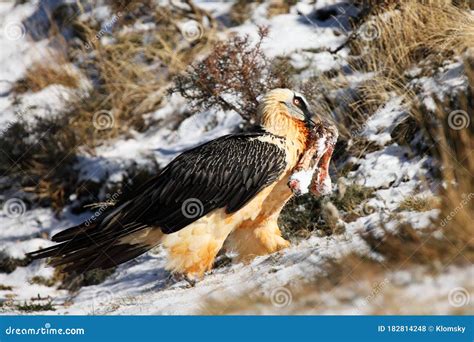 The Bearded Vulture Gypaetus Barbatus, Also Known As the Lammergeier or Ossifrage on the Feeder ...