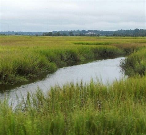 Tidal marsh in summer. Low Country, Tidal, Seascape, Landscapes ...