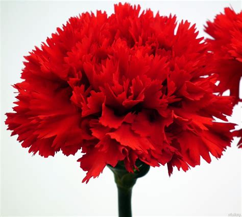 SPAIN 10.8% (red carnation) | Flower seeds online, Flower seeds, Carnation flower