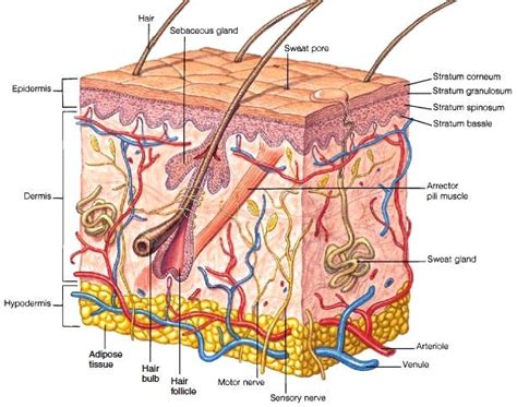 Layers of the Skin. The epidermis is the outermost layer of… | by Cindy Meza | Medium