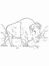 Bison Walks coloring Page sketch template