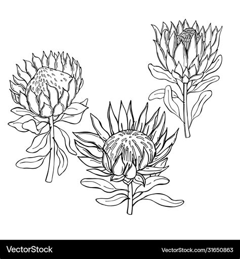 Hand-drawn flowers protea sketch Royalty Free Vector Image